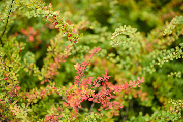 green plant in beautiful forest