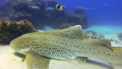 Zebra Shark Close Up & Colourful Tropical Fish. Leopard Shark Swimming On Sandy Reef. Beautiful Graceful Carpet Shark Underwater In Calm Blue Sea Water & Sunlit Sea. Bottom Dwelling Shark Marine Life