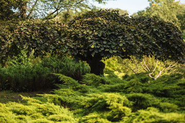 green plant in beautiful forest