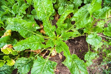 Sugar Beet Field . Agriculture , bad weather for a harvest . 