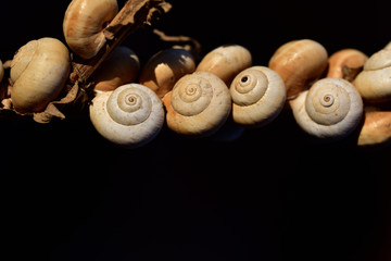 many small snail shells hang in the dry summer on a branch horizontally in front of a dark background