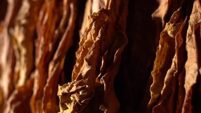 Manufacture of tobacco. Drying tobacco. Classical way of drying tobacco leaves, hanging to dry in the sun. Dolly shot, sliding camera move and selective focus. Tobacco close up, 4k footage. 