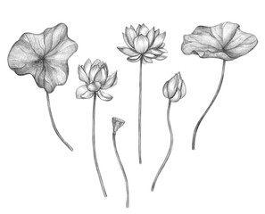 Collection of monochrome pencil botanical sketches of flowers. Hand-drawn lotus isolated on white background. Vintage style. Botanical set. Element for design.