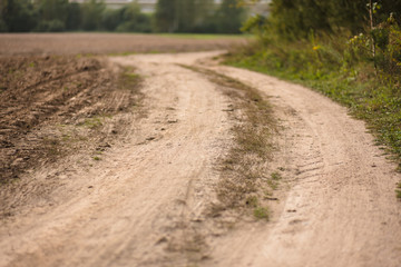 beautiful forest road on summer day