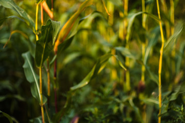 Corn field on beautiful sunny day