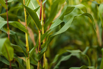Corn field on beautiful sunny day