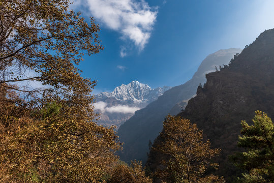 The autumn coloured trees and a single pine tree top cover the foreground and a snowcapped Himalayan mountain covers the middle of this picture as the sun rays come through from the right