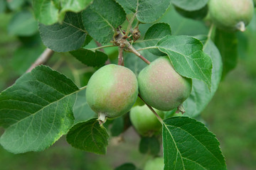 Unripe apples grow on an apple tree