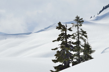 Mount Baker wilderness , WA , USA , spring  landscape with mountains and snow