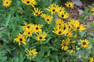 field of yellow flowers