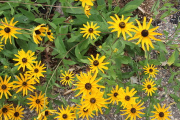 field of yellow flowers