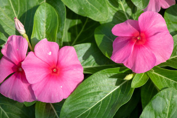 Close-up of Catharanthus pusillus flower.