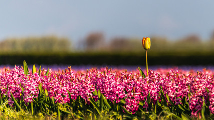 Alone in a field of pink