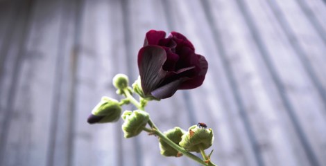 roses on black background