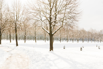 Snowy path into several trees in a forest