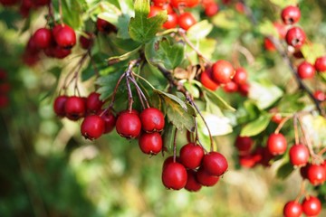 red berries on the tree,Crataegus monogyna