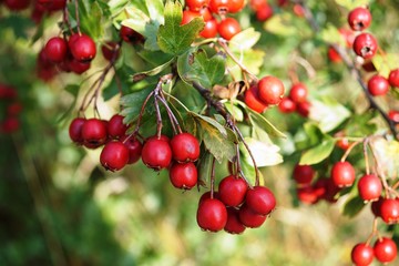 red wild berries on the tree,Crataegus monogyna