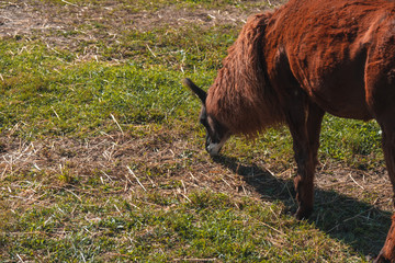 Llama eating grass in field