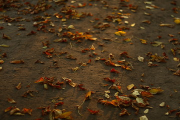 Dry leaves lying on the ground