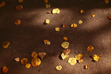 Glare and leaves on the ground like gold coins in the fall in warm light