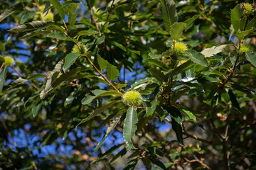 Close up of a sweet chestnut tree with husks
