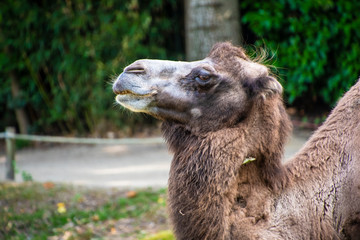 Obraz premium Head of a Bactrian camel, Camelus bactrianus is a large, even-toed ungulate native to the steppes of Central Asia.