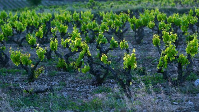 Vineyard in springtime, Laguardia, Alava, Basque Country, Spain, Europe