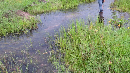 native plants stream