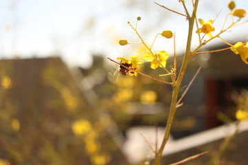 bee flowers yellow