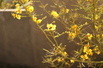 yellow flowers daytime
