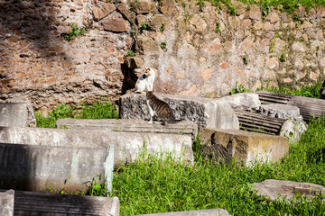 Obraz premium Stray cats sunbathing on top of the ruins of Roman columns at the Piazza Vittorio Emanuele II in Rome