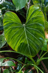 Anthurium crystallinum Close-up photo