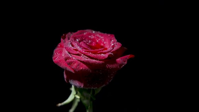 Whirling rose. Beautiful red rose with frozen dew drops on a black background.