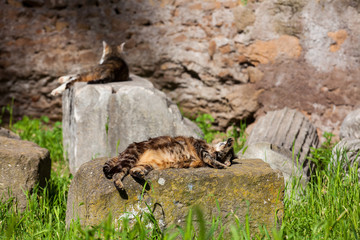 Stray cats sunbathing on top of the ruins of Roman columns at the Piazza Vittorio Emanuele II in Rome