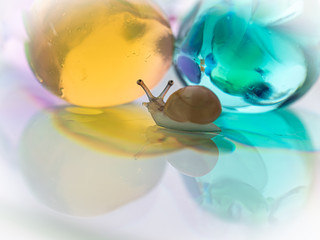 newborn snail of three hours of age.