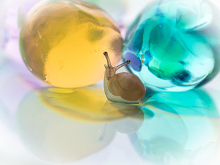 newborn snail of three hours of age.