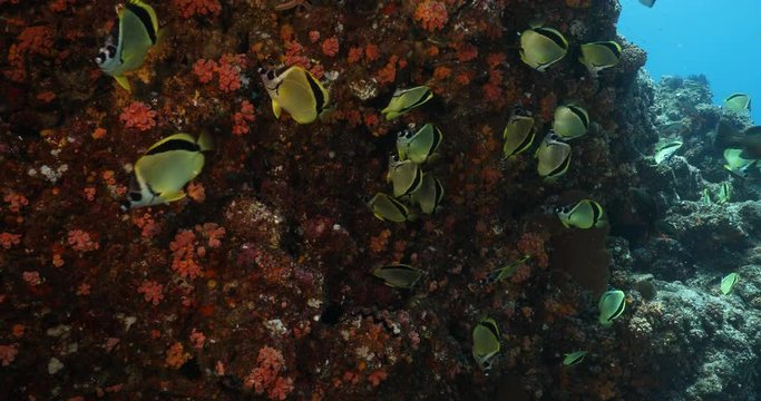 School of Butterfly fish, reefs of the sea of cortez, Mexico.