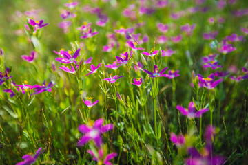 Naklejka premium Pink flowers in Yosemite Valley. California, United States