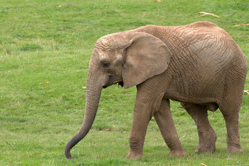 African Elephant walking right to left.