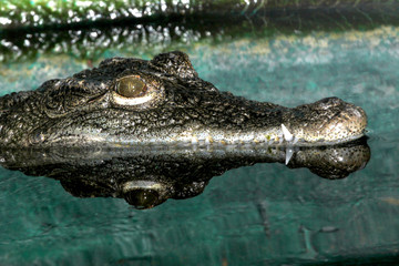Head shot of Nile crocodile partly submerged with reflection.