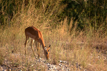 Impala feeding in late afternoon.