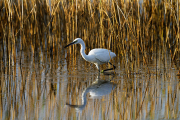 The great egret (Ardea alba) in common glasswort (Salicornia europaea), Nin Croatia