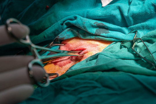 Surgical Closure Of An Abscess In A Dog