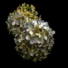 Hydrangea macrophylla known as bigleaf, French or mophead hydrangea, penny mac and hortensia