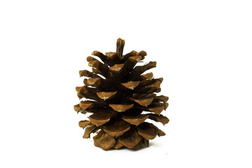 pine cone on white background