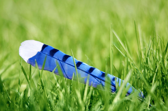 Bluejay Feather