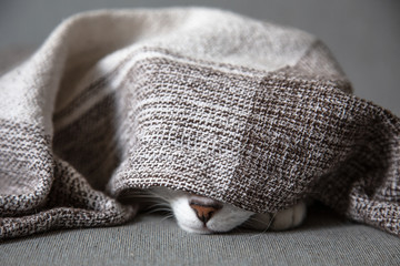 Cat - Cute little kitten is sleeping in soft blanket
