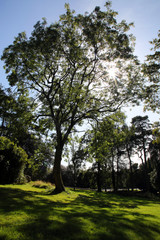 sunstar and sunlight shining through a tree