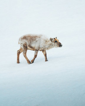 reindeer