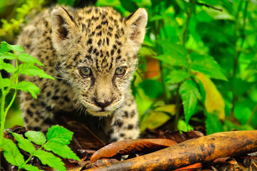 A young jaguar in the grass